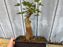 Load image into Gallery viewer, Trident Maple #47
