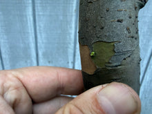 Load image into Gallery viewer, Chinese Quince #1
