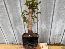 Load image into Gallery viewer, Zelkova, Japanese Grey Bark Elm #2
