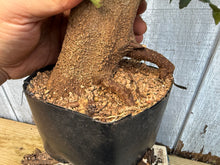 Load image into Gallery viewer, Trident Maple #44
