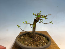 Load image into Gallery viewer, Chinese Quince 008

