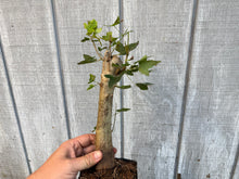 Load image into Gallery viewer, Trident Maple #8
