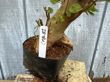 Load image into Gallery viewer, Japanese Crepe Myrtle #1
