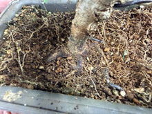 Load image into Gallery viewer, Trident Maple 013
