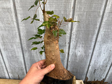 Load image into Gallery viewer, Trident Maple #42
