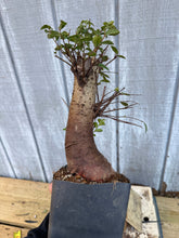 Load image into Gallery viewer, Chinese Elm #2
