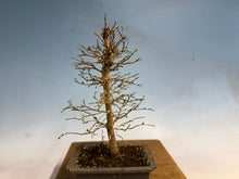Load image into Gallery viewer, Zelkova, Japanese Grey Bark Elm 001
