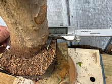 Load image into Gallery viewer, Trident Maple #41
