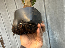 Load image into Gallery viewer, Trident Maple #19
