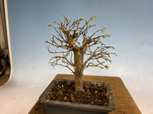 Load image into Gallery viewer, Zelkova, Japanese Grey Bark Elm 003
