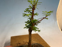 Load image into Gallery viewer, Dawn Redwood 004
