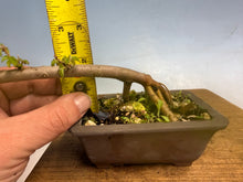 Load image into Gallery viewer, Chinese Elm-Root Cutting 002
