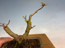 Load image into Gallery viewer, Shishigashira Japanese Maple 001
