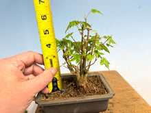 Load image into Gallery viewer, Trident Maple 015- Seedling Fushion Clump
