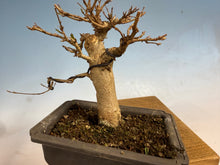 Load image into Gallery viewer, Trident Maple 002
