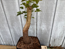 Load image into Gallery viewer, Trident Maple #30
