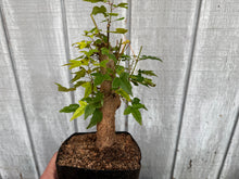 Load image into Gallery viewer, Trident Maple #35

