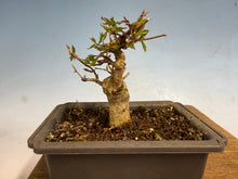 Load image into Gallery viewer, Trident Maple 005
