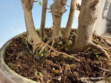 Load image into Gallery viewer, Trident Maple-Shohin Clump
