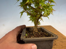 Load image into Gallery viewer, Kotohime Japanese Maple-012
