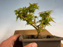 Load image into Gallery viewer, Kotohime Japanese Maple-012
