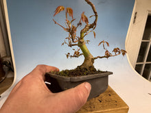 Load image into Gallery viewer, Japanese Maple 003
