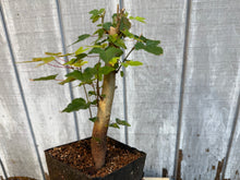 Load image into Gallery viewer, Trident Maple #5
