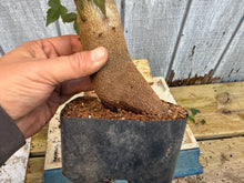 Load image into Gallery viewer, Trident Maple #21
