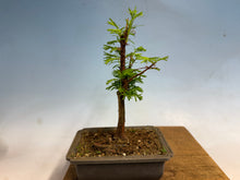 Load image into Gallery viewer, Dawn Redwood 004
