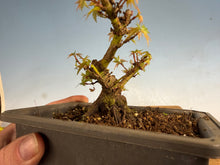 Load image into Gallery viewer, Kotohime Japanese Maple-001
