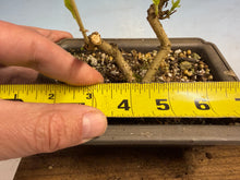 Load image into Gallery viewer, Beautyberry-001
