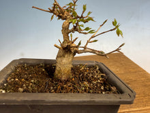 Load image into Gallery viewer, Trident Maple 005
