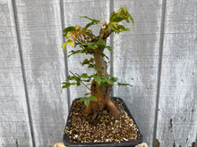 Load image into Gallery viewer, Trident Maple #48
