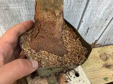 Load image into Gallery viewer, Trident Maple #45
