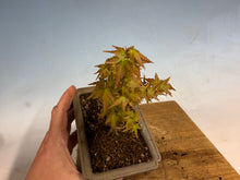 Load image into Gallery viewer, Kotohime Japanese Maple-008
