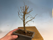 Load image into Gallery viewer, Zelkova, Japanese Grey Bark Elm 008
