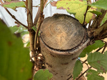 Load image into Gallery viewer, Zelkova, Japanese Grey Bark Elm #1
