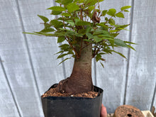 Load image into Gallery viewer, Zelkova, Japanese Grey Bark Elm #22
