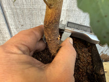 Load image into Gallery viewer, Trident Maple #11
