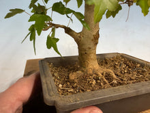 Load image into Gallery viewer, Trident Maple 027
