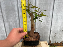 Load image into Gallery viewer, Trident Maple #30
