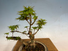 Load image into Gallery viewer, Kotohime Japanese Maple-007 Var. Dwarf Goshiki
