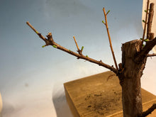 Load image into Gallery viewer, Dawn Redwood 001
