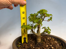 Load image into Gallery viewer, Shishigashira Japanese Maple 004
