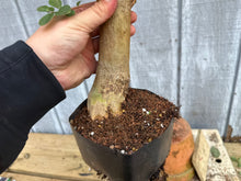 Load image into Gallery viewer, Japanese Crepe Myrtle #2
