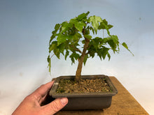 Load image into Gallery viewer, Trident Maple 021
