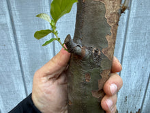 Load image into Gallery viewer, Chinese Quince #1

