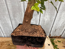 Load image into Gallery viewer, Trident Maple #34
