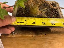 Load image into Gallery viewer, Trident Maple 011
