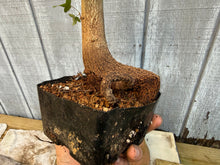 Load image into Gallery viewer, Trident Maple #16
